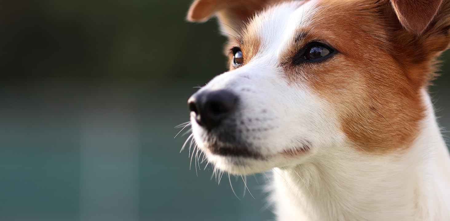 dog side profile