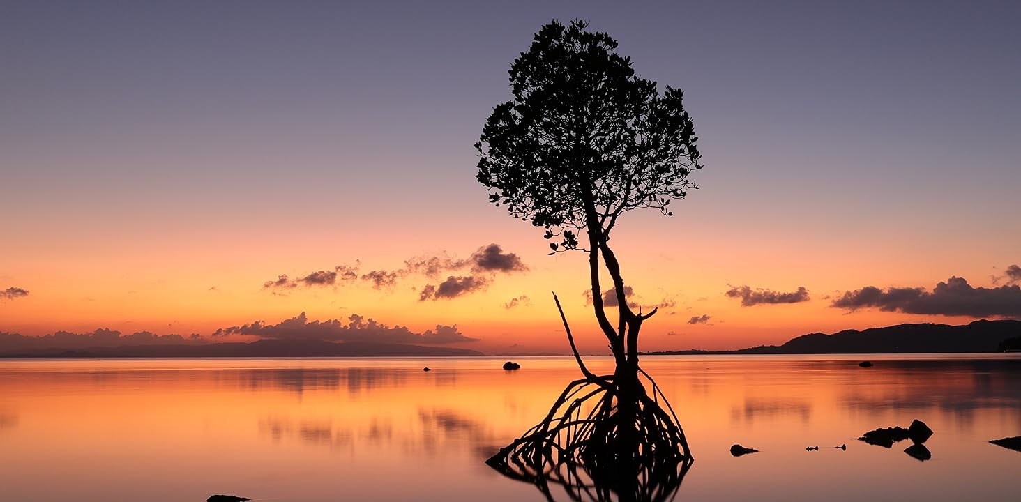 tree by clouds