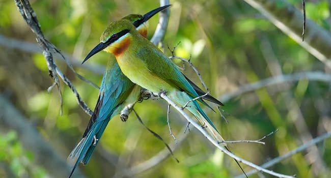 Image of two colorful birds showing accuracy in color of camera